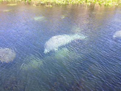 Manatees on the St. Johns River, FL